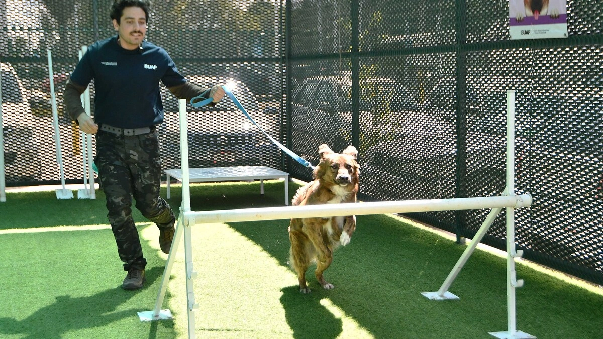 CAETO, un espacio que preserva el bienestar de sus coterapeutas perritos
