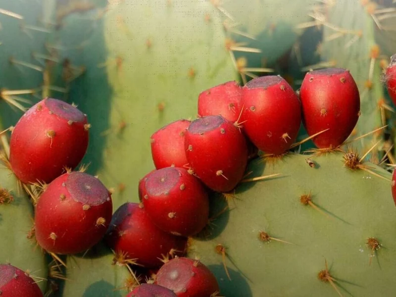 IMPI otorga protección a la tuna rojo vigor de Acatzingo