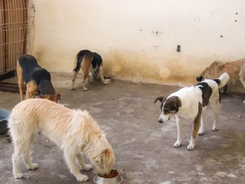 Cambia una vida: Gobierno de Huejotzingo invita a adoptar a los perritos resguardados durante el carnaval 2026