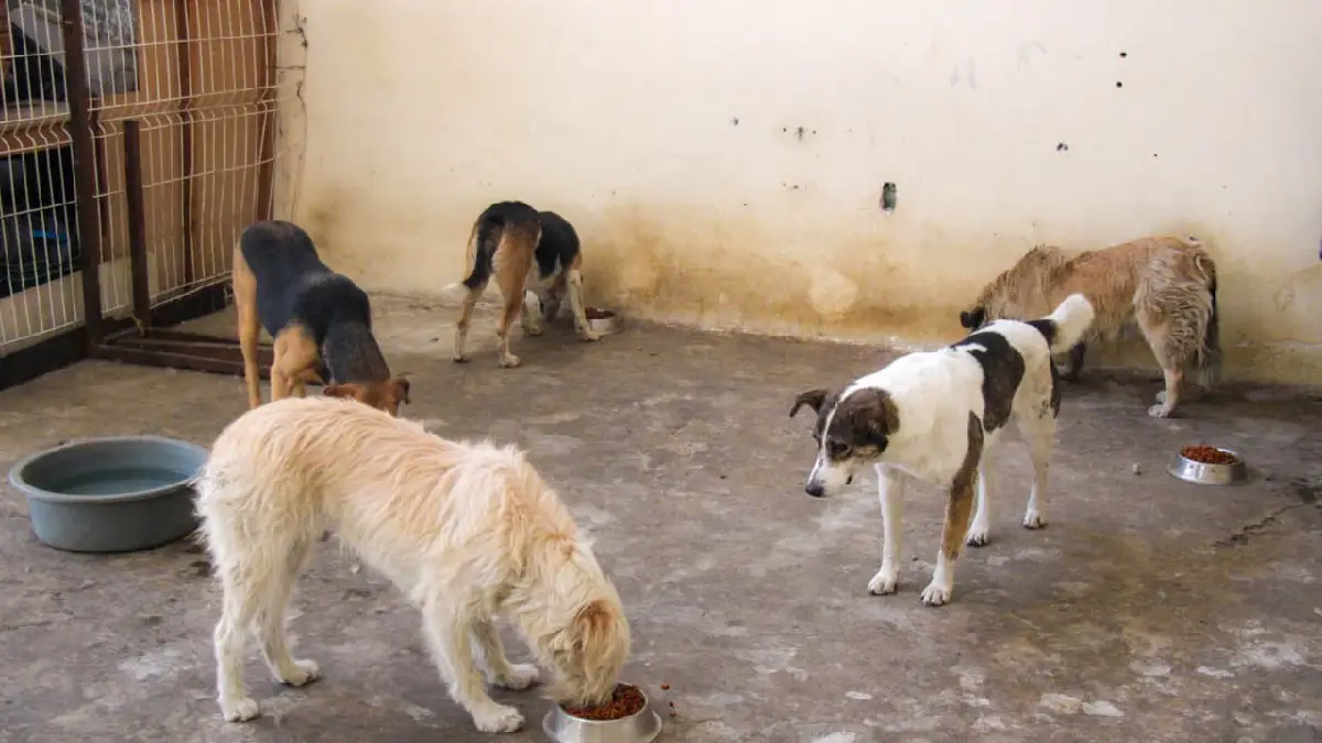 Cambia una vida: Gobierno de Huejotzingo invita a adoptar a los perritos resguardados durante el carnaval 2026