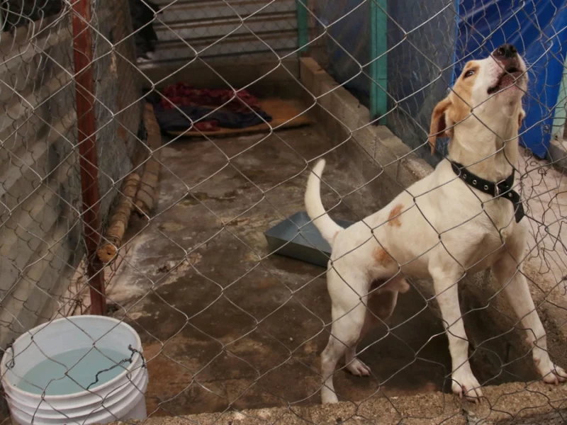 Proponen creación de Fiscalía Especializada en Maltrato Animal en Puebla 