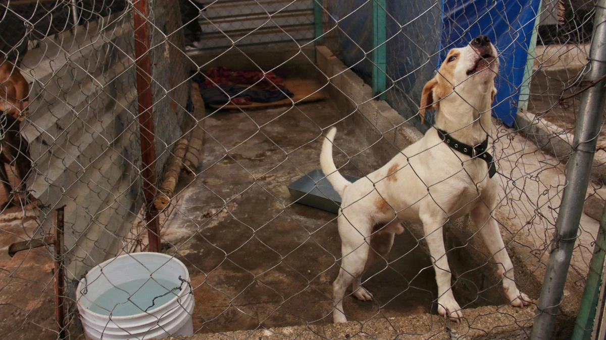 Proponen creación de Fiscalía Especializada en Maltrato Animal en Puebla 
