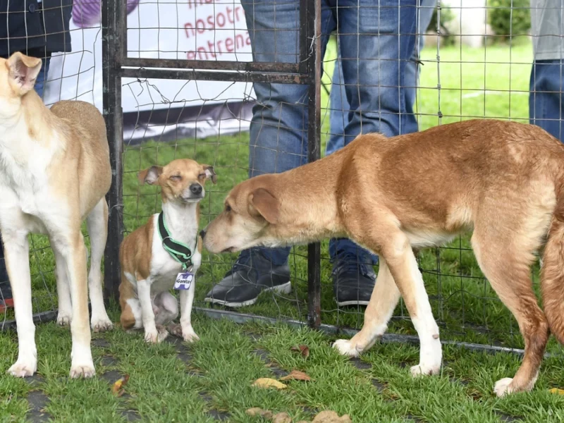Anuncian Jornadas de Adopción de Gatitos y Perritos en Puebla capital 