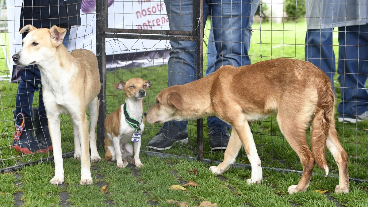 Anuncian Jornadas de Adopción de Gatitos y Perritos en Puebla capital 