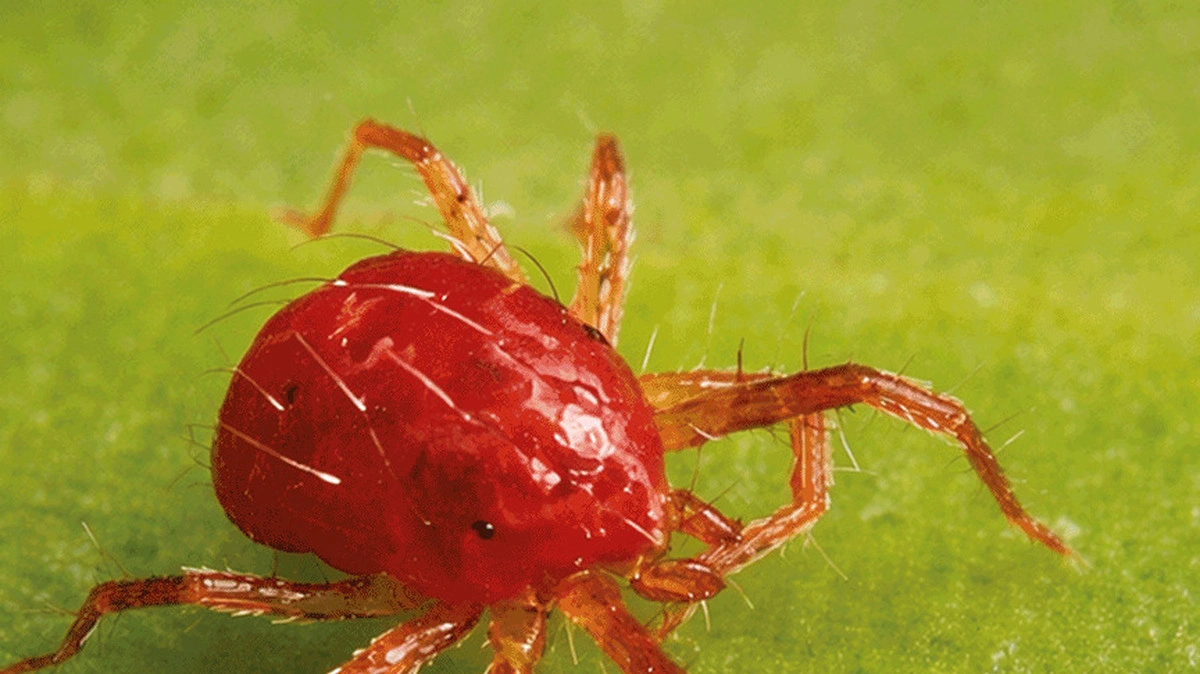 Proponen en la BUAP utilizar la Física para una agricultura sostenible
