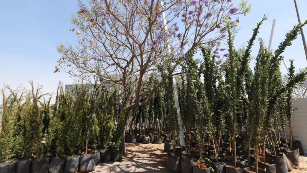 El anuncio de la reforestación que incluye la construcción del Cablebús de Puebla se da tras la oposición de colectivos.