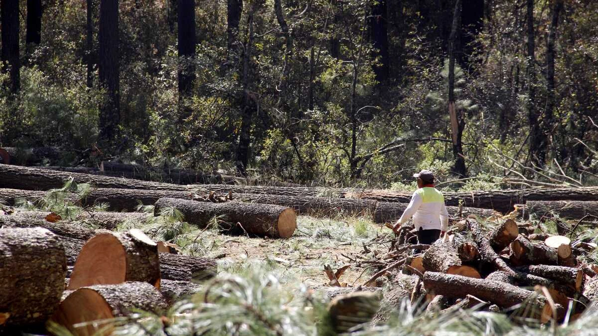 Delincuentes con alto poder económico se dedican a tala ilegal: Armenta