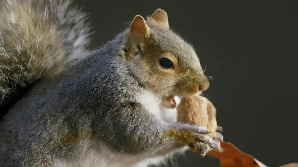 Ardilla comiendo una nuez.