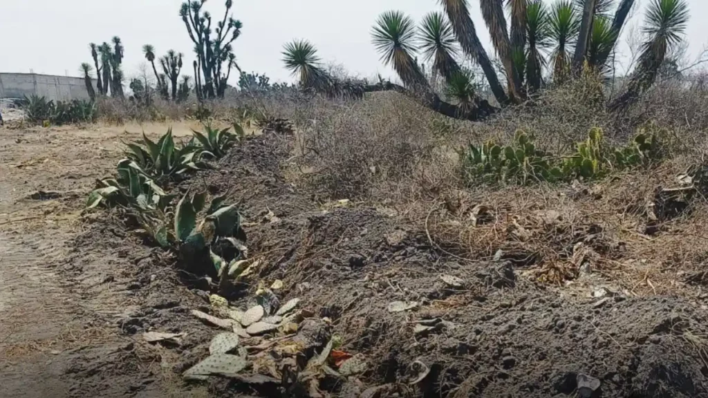 Vegetación dañada de la Reserva de la Biosfera Tehuacán-Cuicatlán.