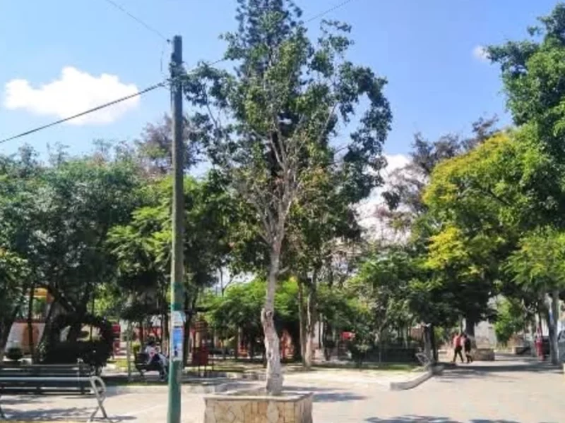 Hallan a adolescente suspendido de un árbol en parque de Tehuacán