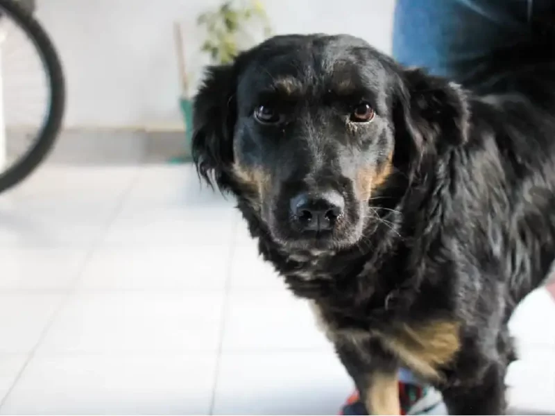 4 perritos buscan familia en Huejotzingo: Roberto Solís impulsa adopción responsable