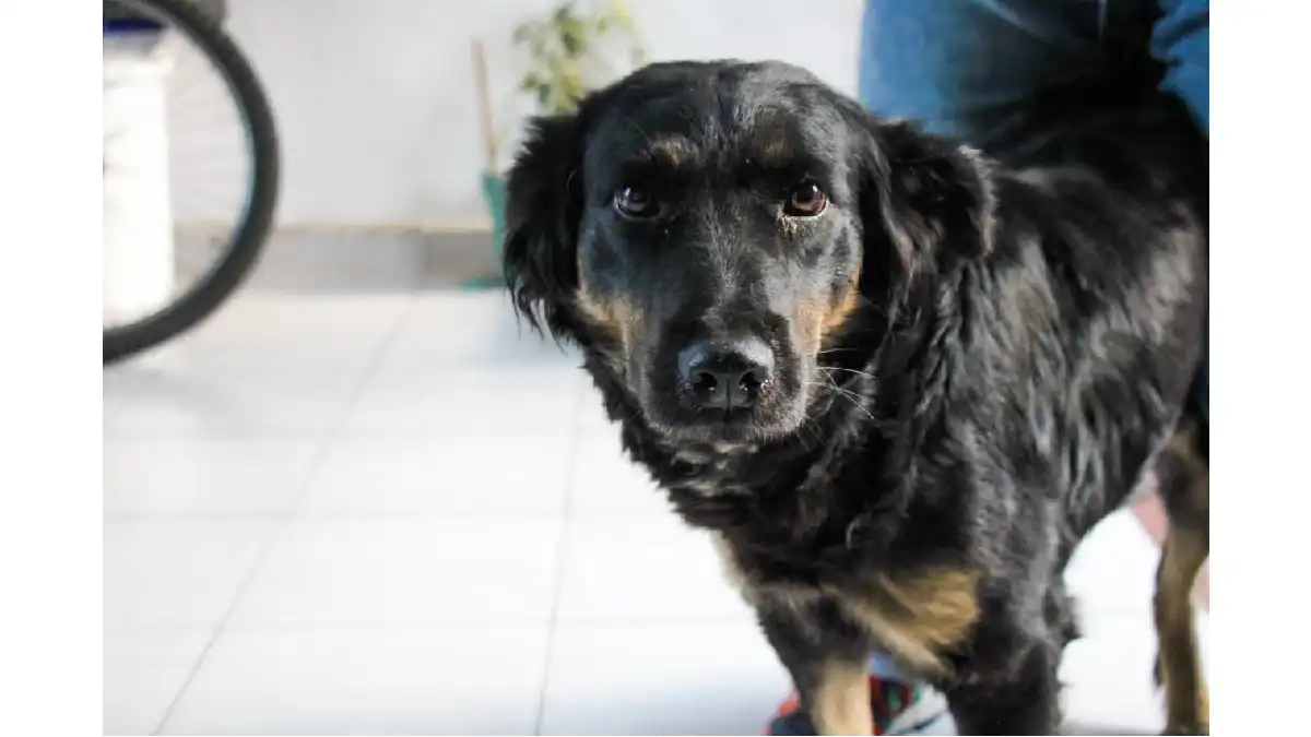 4 perritos buscan familia en Huejotzingo: Roberto Solís impulsa adopción responsable