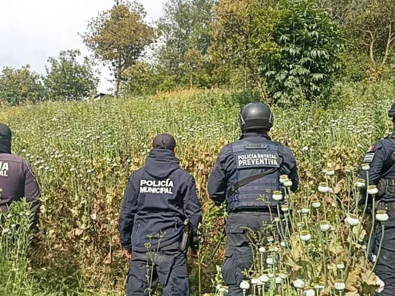 Detectan primer plantío de amapola en Puebla con apoyo satelital
