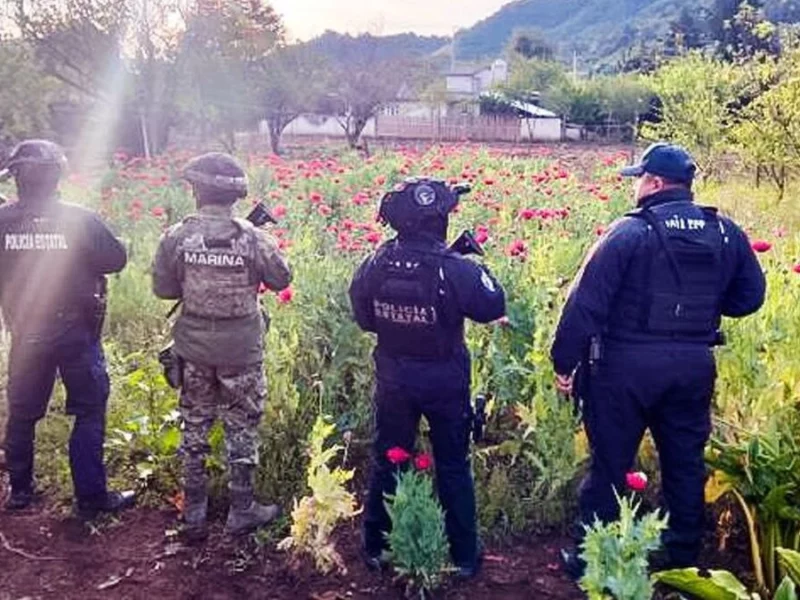Encuentran otro plantío de amapola en Puebla, ahora en Atempan