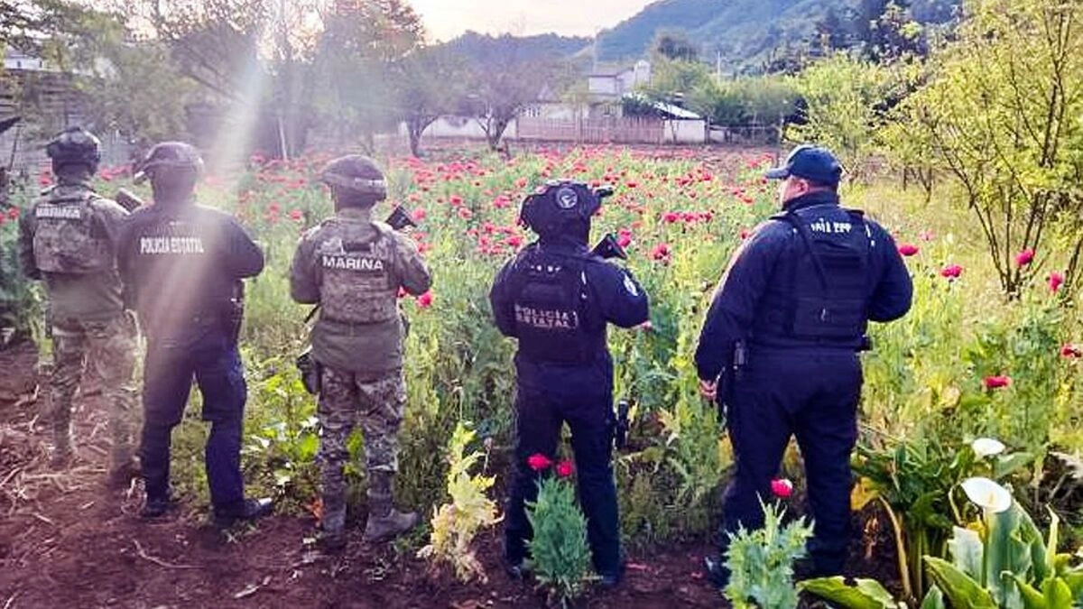 Encuentran otro plantío de amapola en Puebla, ahora en Atempan
