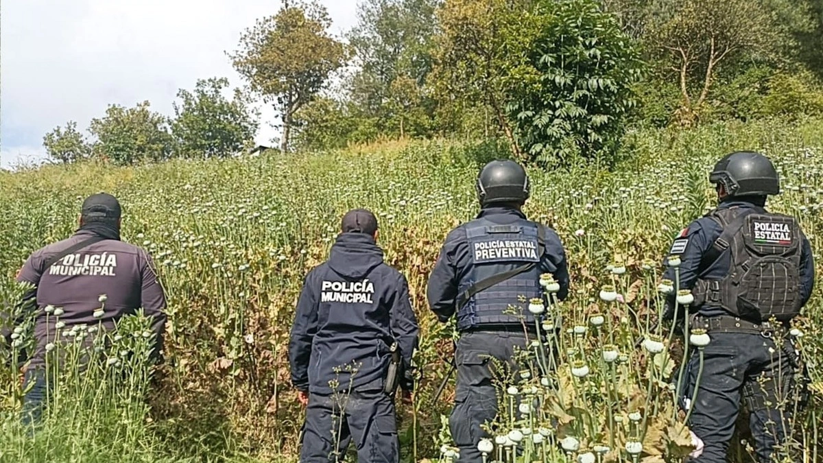 Detectan primer plantío de amapola en Puebla con apoyo satelital