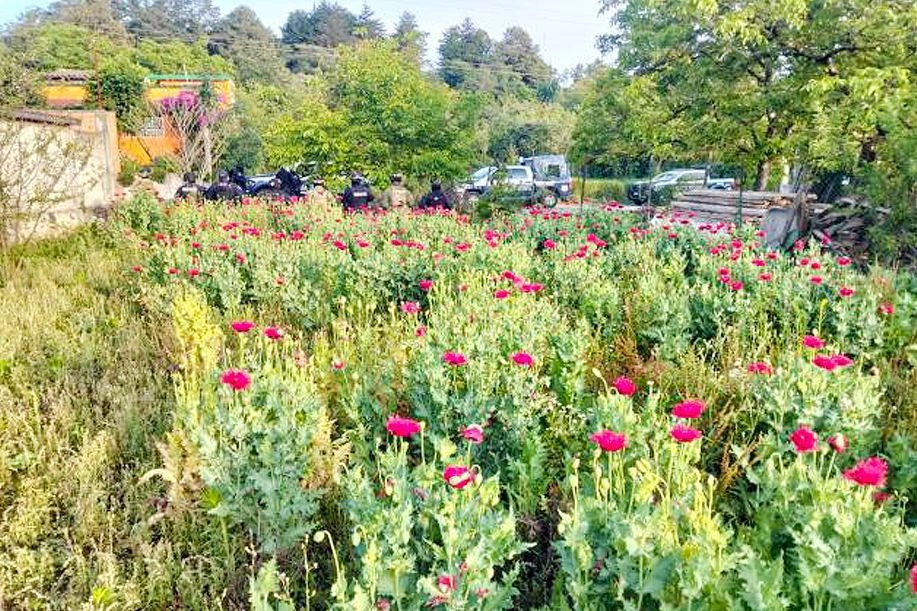 Elementos de la Secretaría de Seguridad Pública (SSP), en coordinación con la Secretaría de Marina (Semar), localizaron y aseguraron un plantío de amapola en el municipio de Atempan.