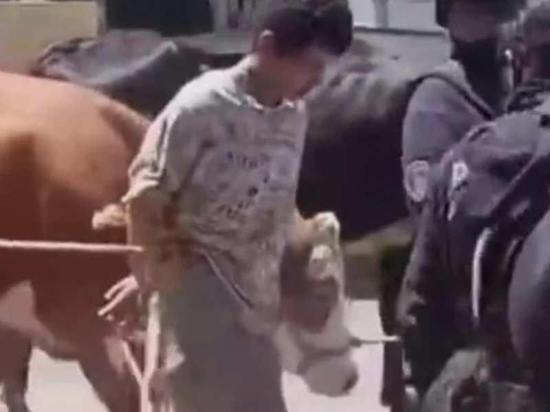 VIDEO: Amarran y pasean por calles de San Andrés Calpan a ladrón de ganado 