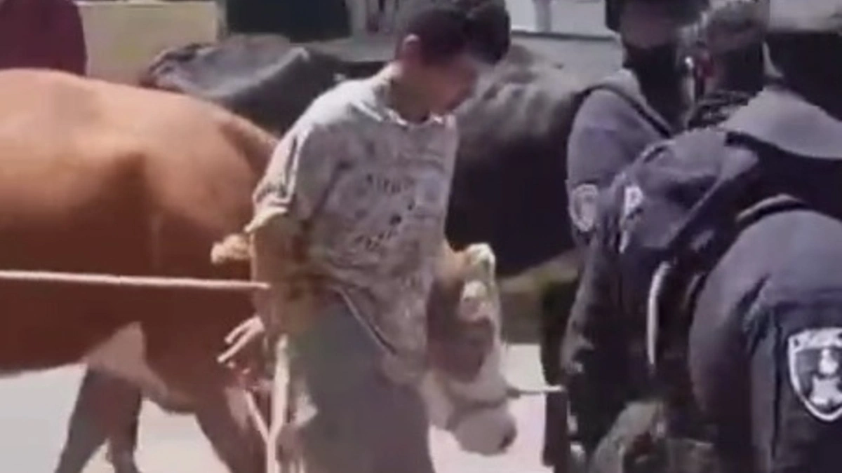 VIDEO: Amarran y pasean por calles de San Andrés Calpan a ladrón de ganado 