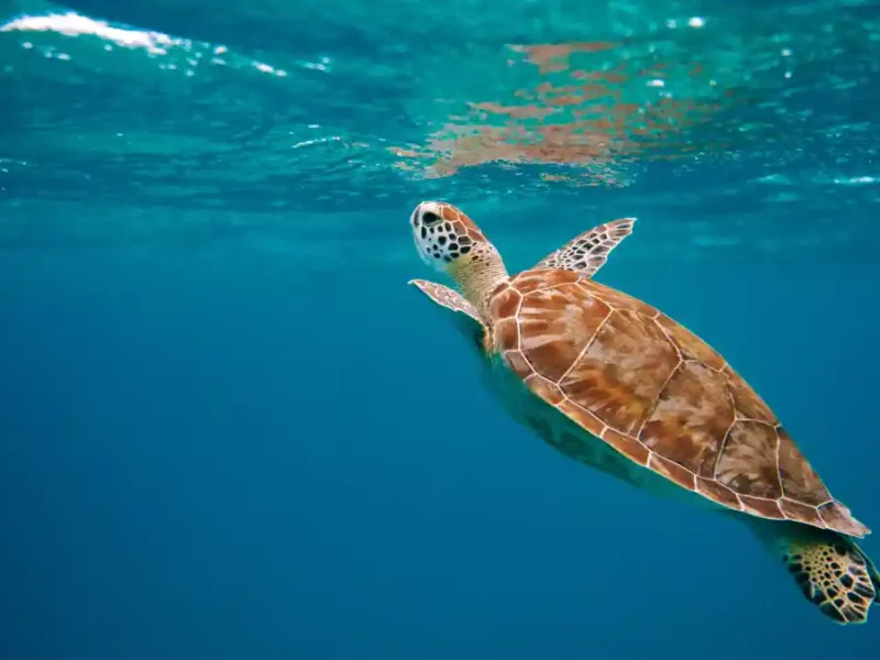¿Por qué el Día Mundial de la Tortuga es la fiesta verde más importante?.