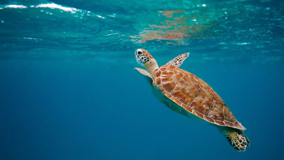 ¿Por qué el Día Mundial de la Tortuga es la fiesta verde más importante?.