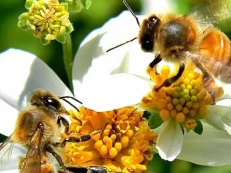 Pequeñas gigantes en peligro: el Día Mundial de las Abejas nos recuerda su importancia