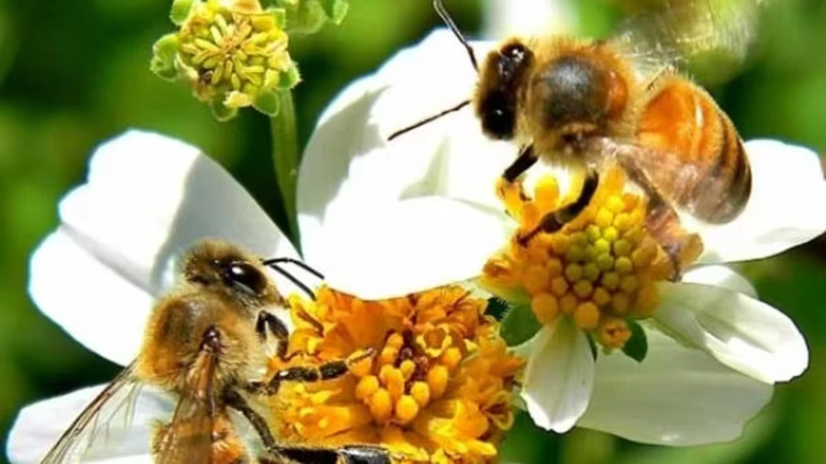 Pequeñas gigantes en peligro: el Día Mundial de las Abejas nos recuerda su importancia
