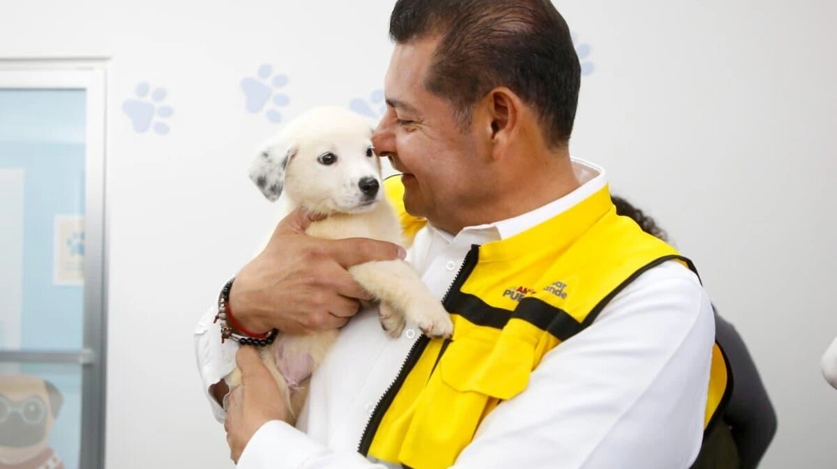 Armenta pide al Congreso de Puebla legislar para regular el comercio de animales