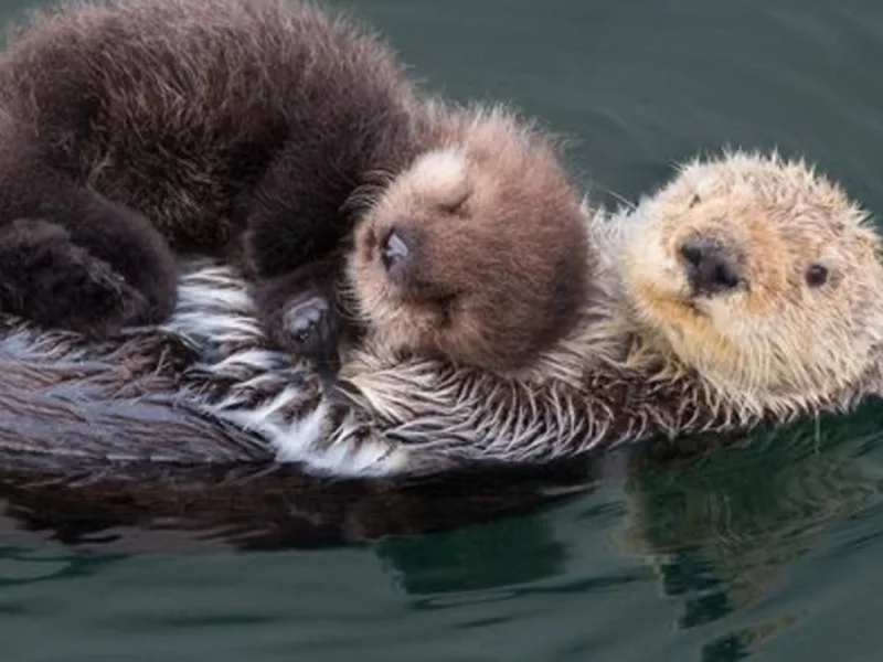 ¡Abrazos en el agua! Celebremos el Día Mundial de la Nutria Marina