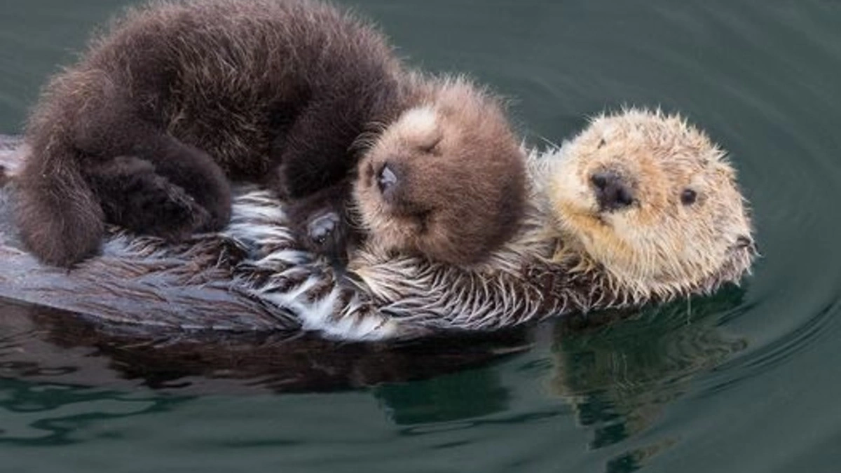 ¡Abrazos en el agua! Celebremos el Día Mundial de la Nutria Marina