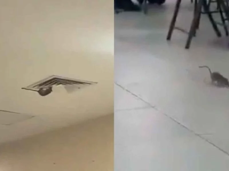 Graban a enorme rata paseándose en un hospital del IMSS en Ciudad Obregón, Sonora