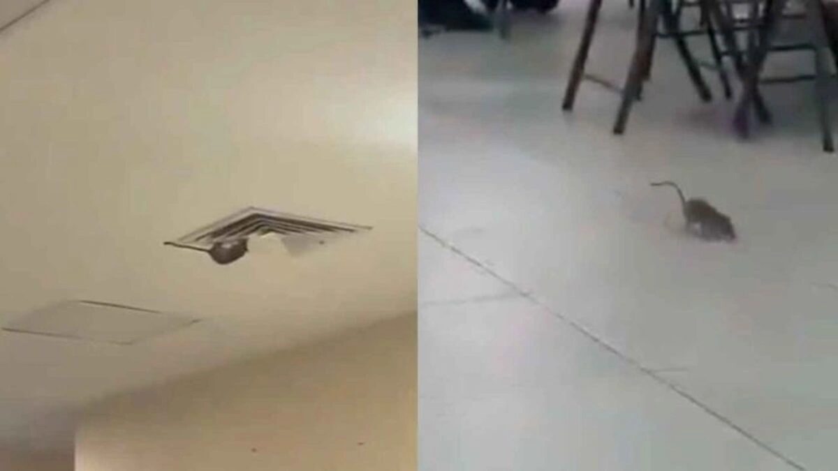 Graban a enorme rata paseándose en un hospital del IMSS en Ciudad Obregón, Sonora