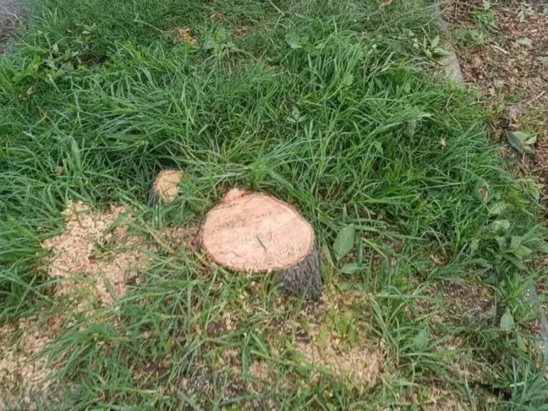 Piden investigar a servidores de Medio Ambiente por tala en Bosques de San Sebastián 