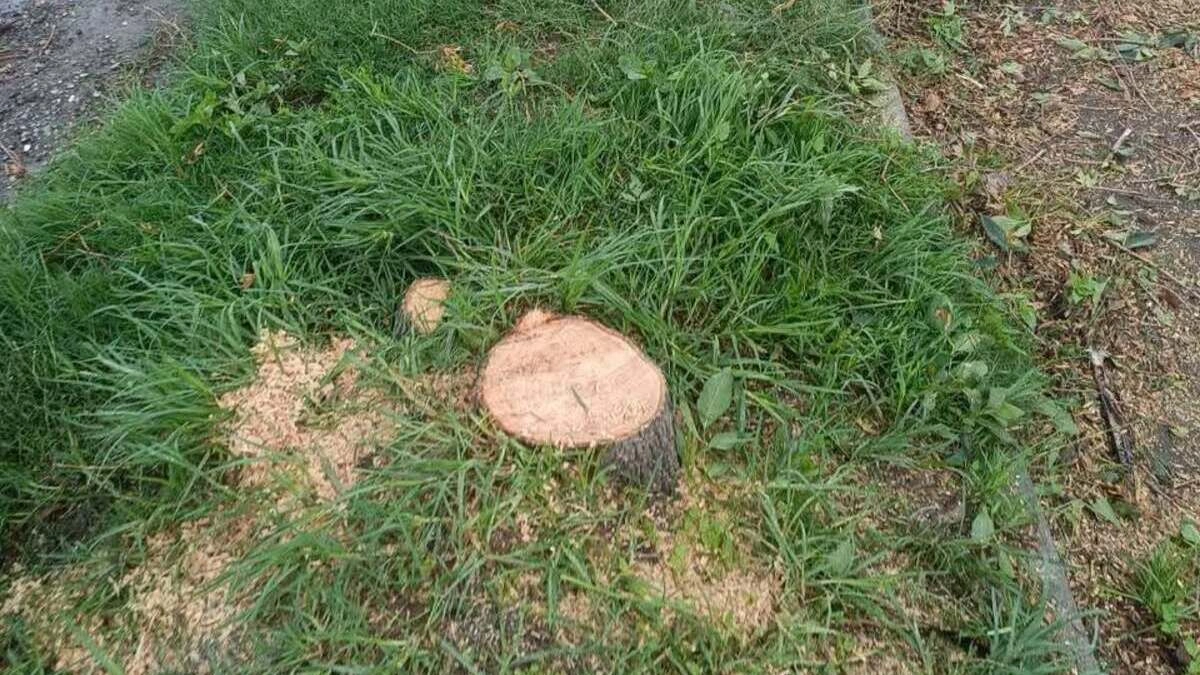 Piden investigar a servidores de Medio Ambiente por tala en Bosques de San Sebastián 