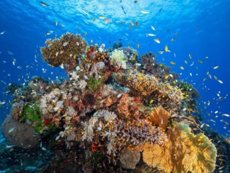 Día Mundial de los Arrecifes: la lucha por salvar los ecosistemas más vivos del océano