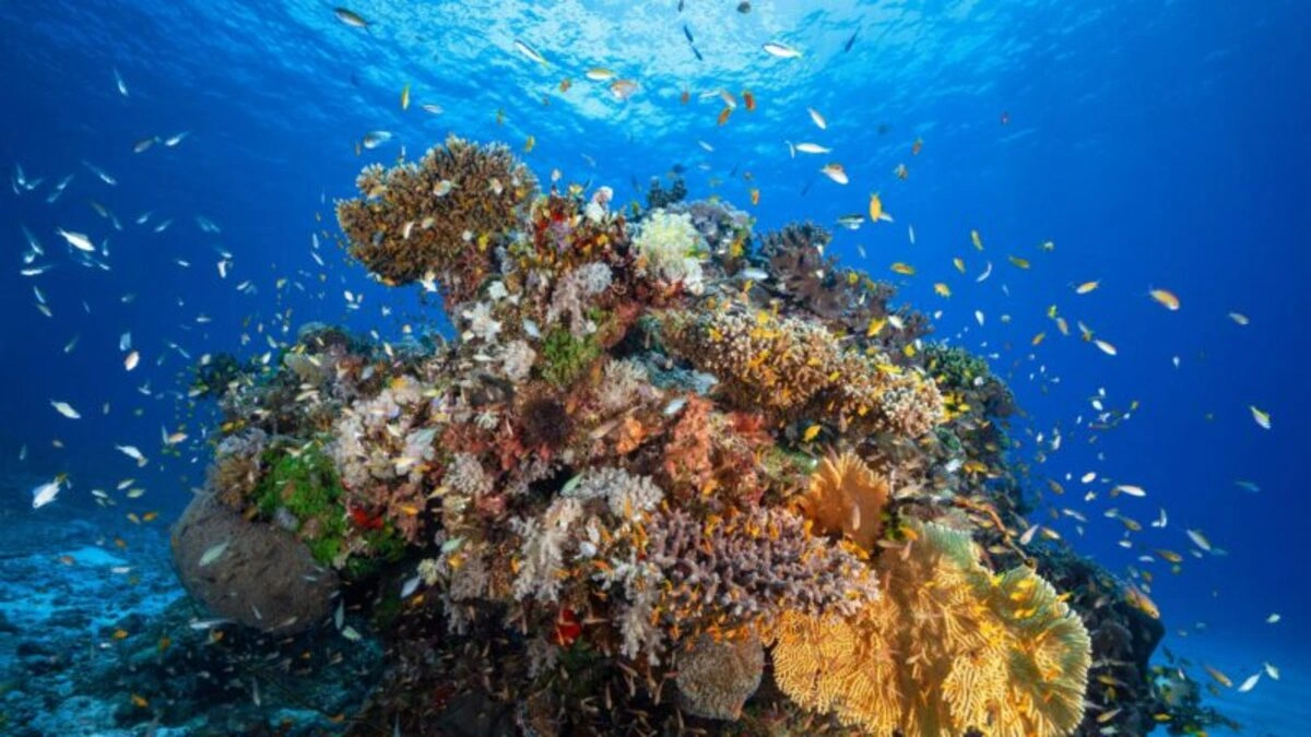 Día Mundial de los Arrecifes: la lucha por salvar los ecosistemas más vivos del océano