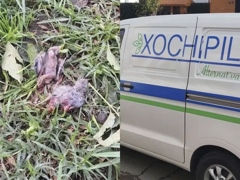 Vecinos de Bosques de San Sebastián rescatan aves tras tala de árboles