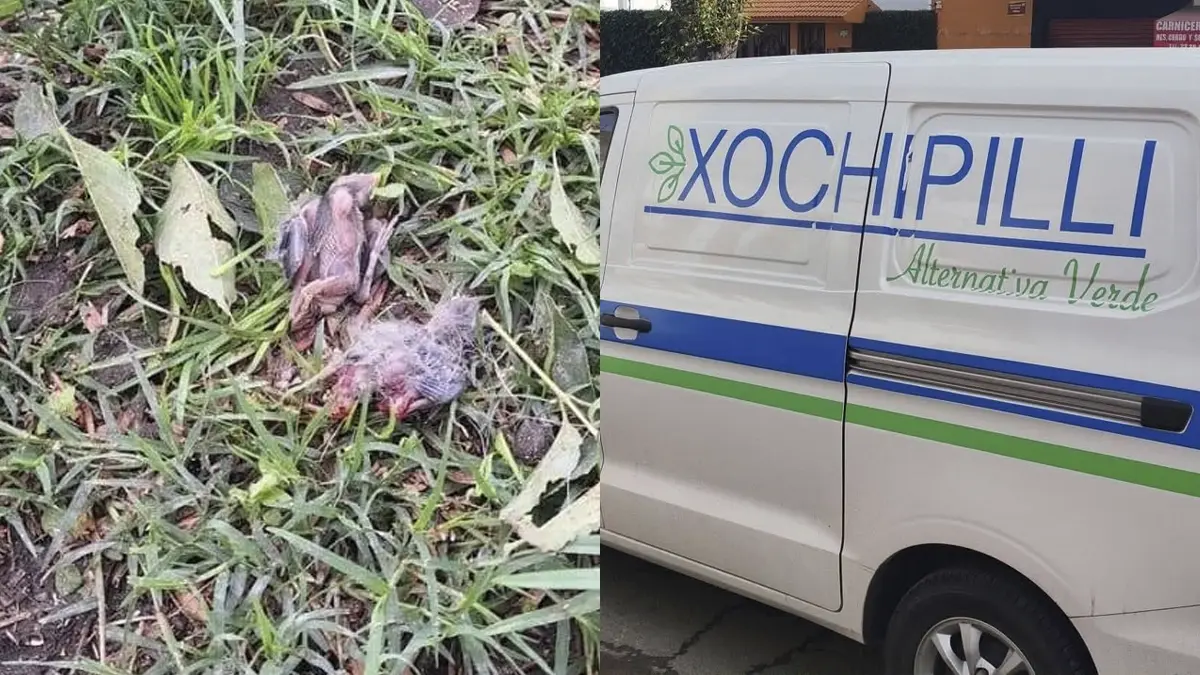 Vecinos de Bosques de San Sebastián rescatan aves tras tala de árboles