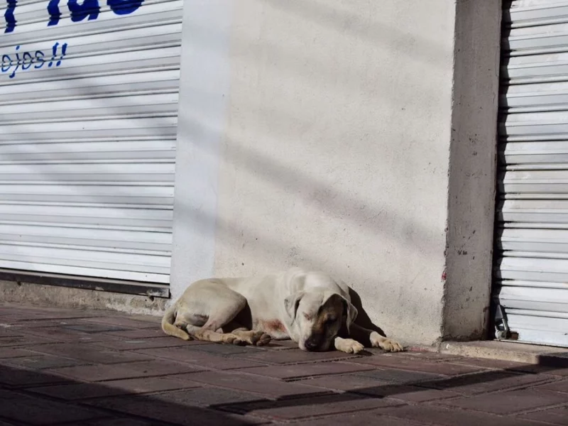 Proponen castigar abandono de mascotas en Puebla con hasta 6 años de cárcel 
