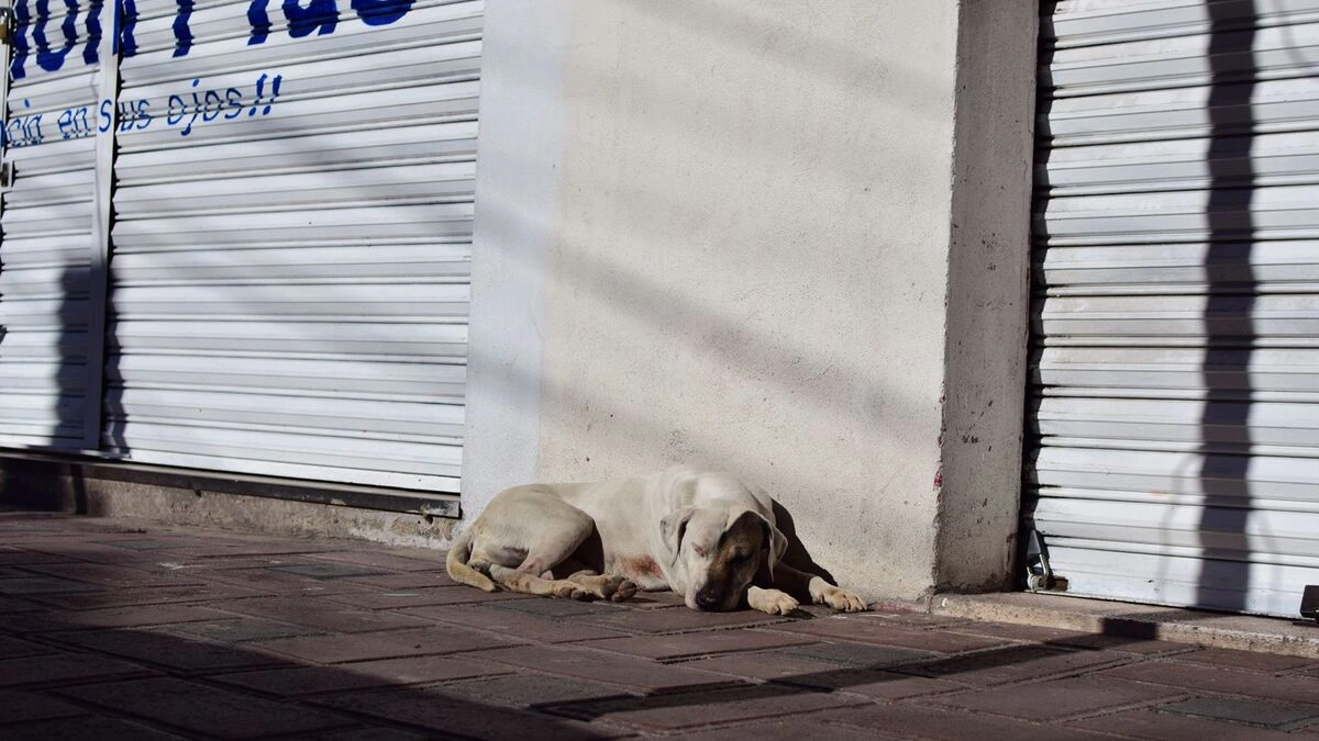 Proponen castigar abandono de mascotas en Puebla con hasta 6 años de cárcel 