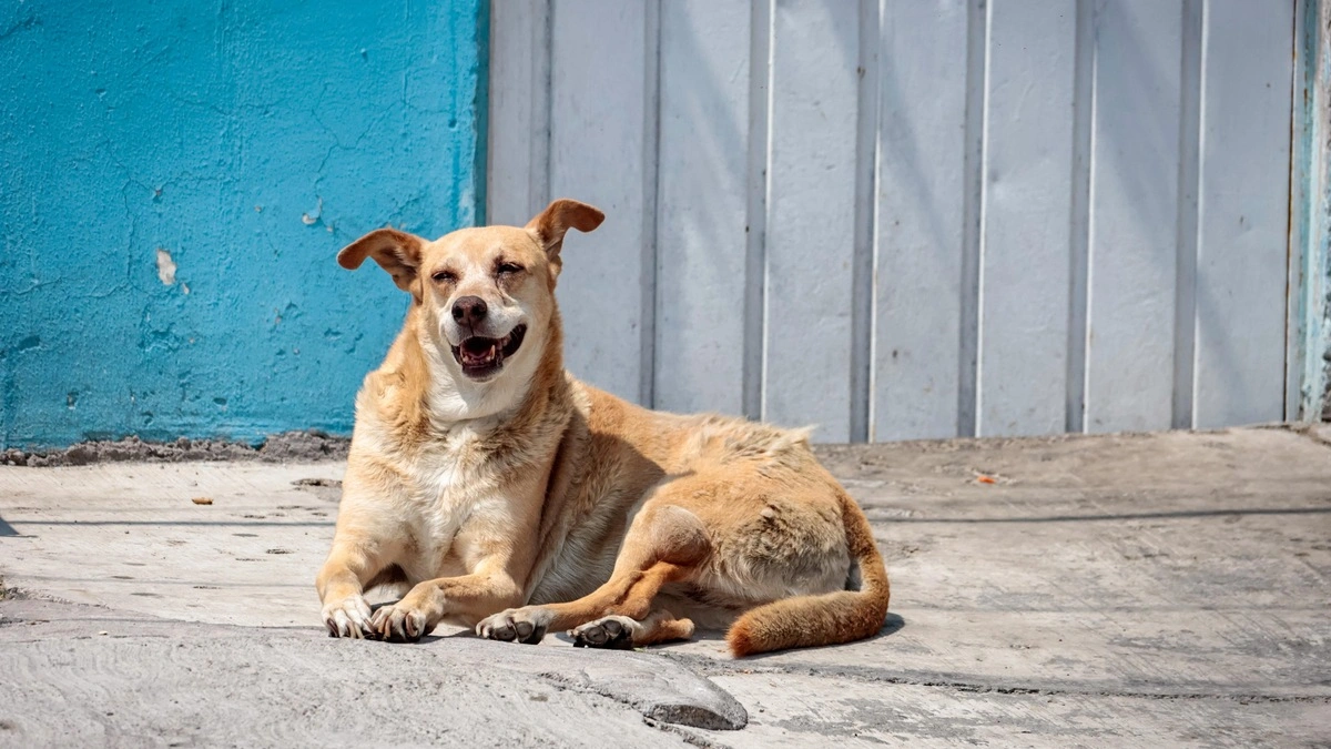 Día Mundial del Perro: la historia detrás del mejor amigo del ser humano