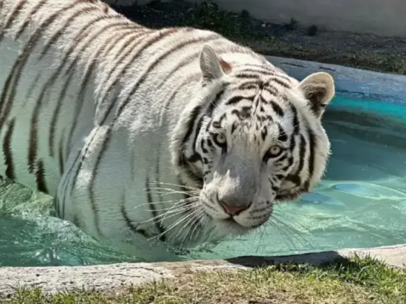 La Profepa informa sobre la muerte de Kenzo, el tigre de Bengala que escapó en Edomex