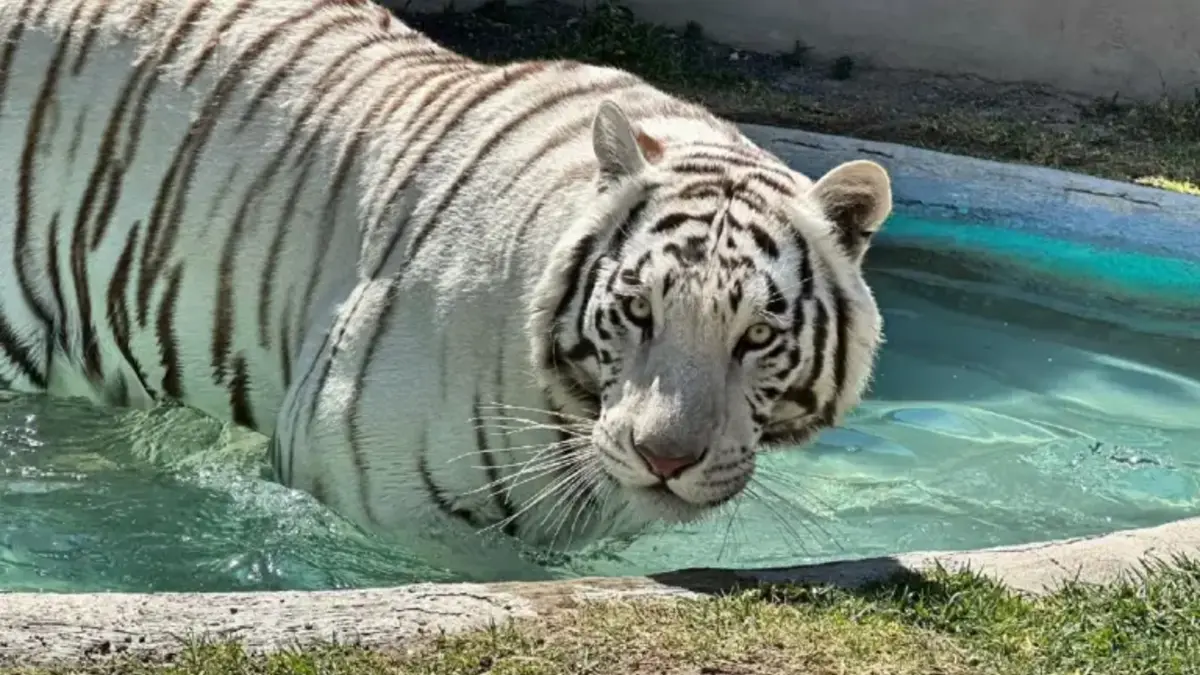 La Profepa informa sobre la muerte de Kenzo, el tigre de Bengala que escapó en Edomex