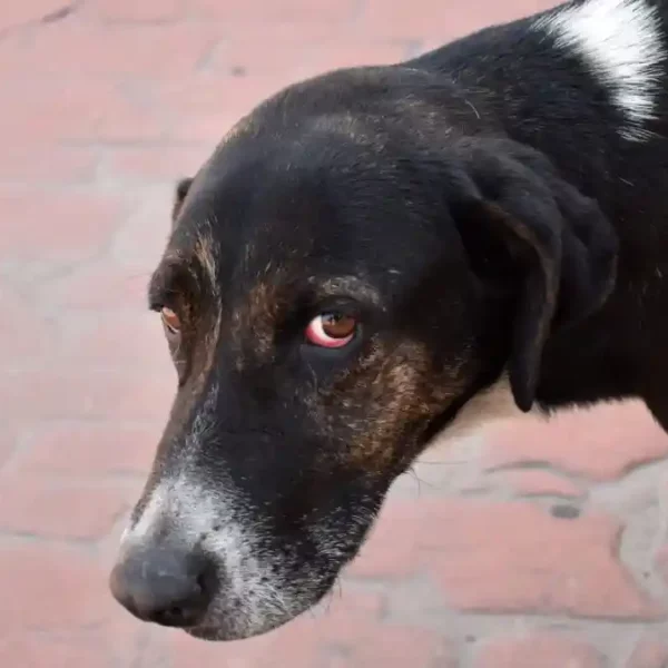 Vecinos denuncian plagas y malos olores por vivienda con 50 perros en la colonia Universidades