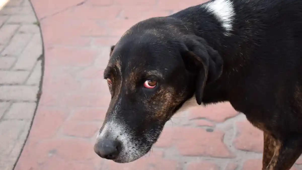 Vecinos denuncian plagas y malos olores por vivienda con 50 perros en la colonia Universidades
