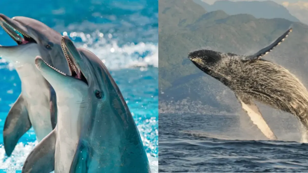 Día Mundial de las Ballenas y los Delfines: el secreto de los gigantes del océano