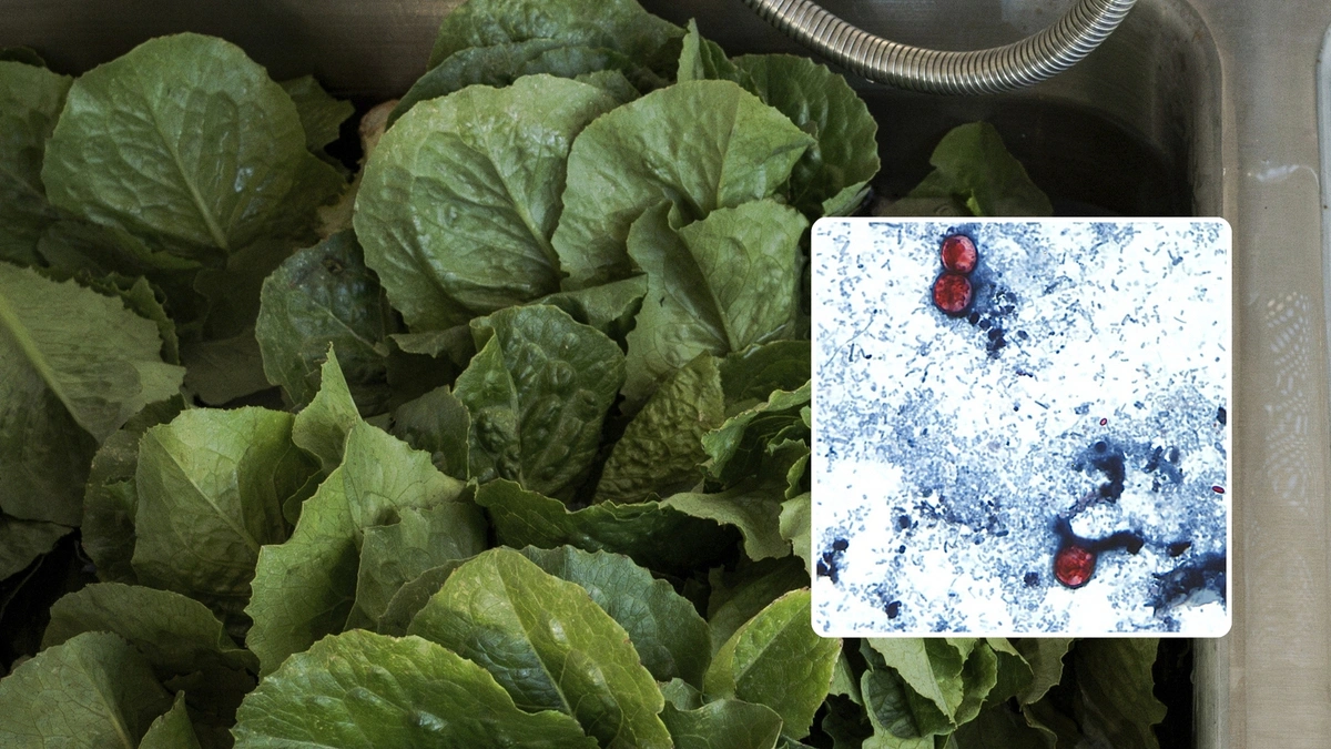 ¿Qué es la cyclosporiasis y cómo puede llegar a los alimentos?