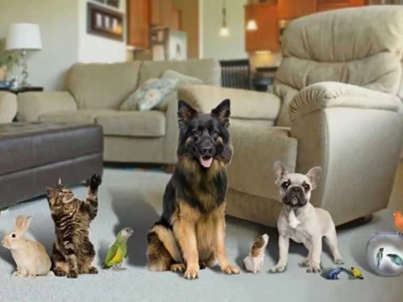 Puebla es de los estados con más viviendas que tienen mascotas, sobre todo perros