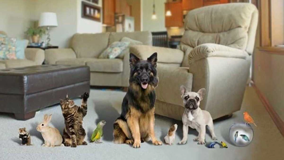 Puebla es de los estados con más viviendas que tienen mascotas, sobre todo perros