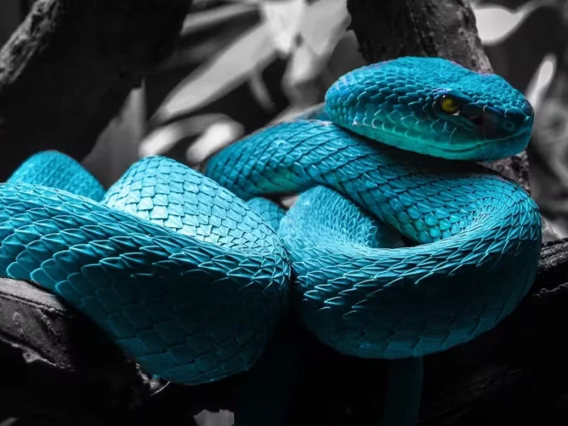 Día Internacional de la Serpiente: ¿por qué estos reptiles son importantes para la naturaleza?